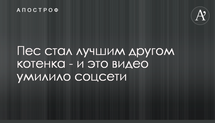 Пес став кращим другом кошеняти - і це відео розчулило соцмережі