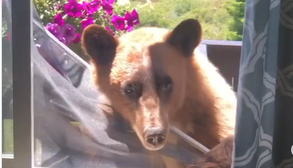 Нахабний ведмідь намагався увірватися до будинку - він дуже здивувався, що йому не раді