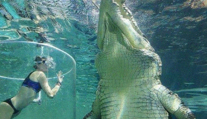 Кумедні фото тварин з людьми підірвали мережу - так ось хто справжні велетні