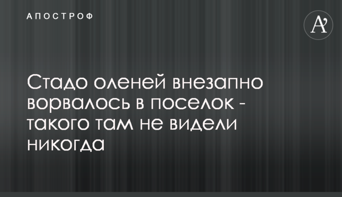 Стадо оленей внезапно ворвалось в поселок - такого там не видели никогда