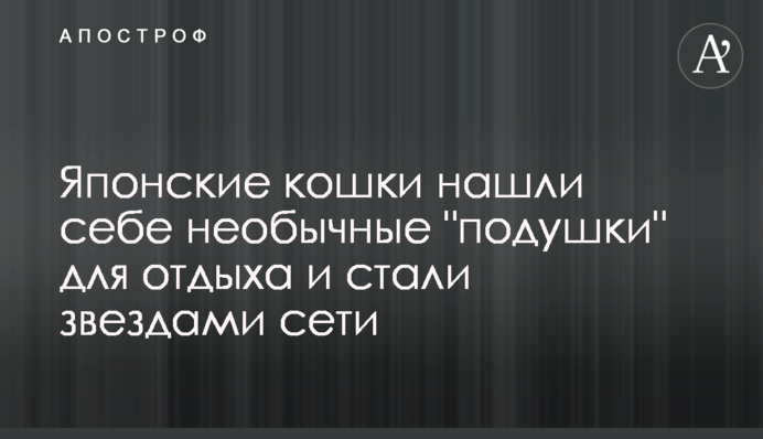 Японские кошки нашли себе необычные 