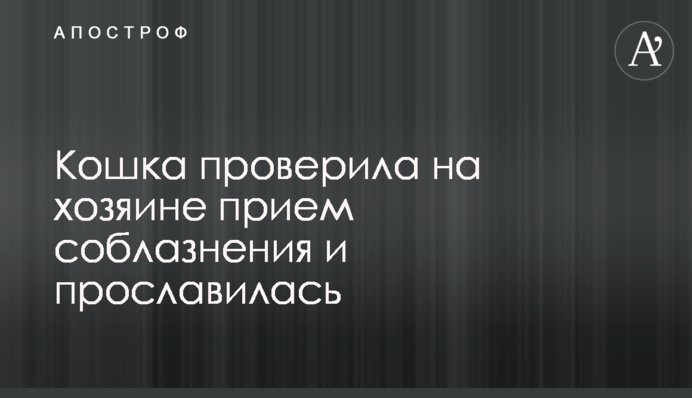 Кошка проверила на хозяине прием соблазнения и прославилась