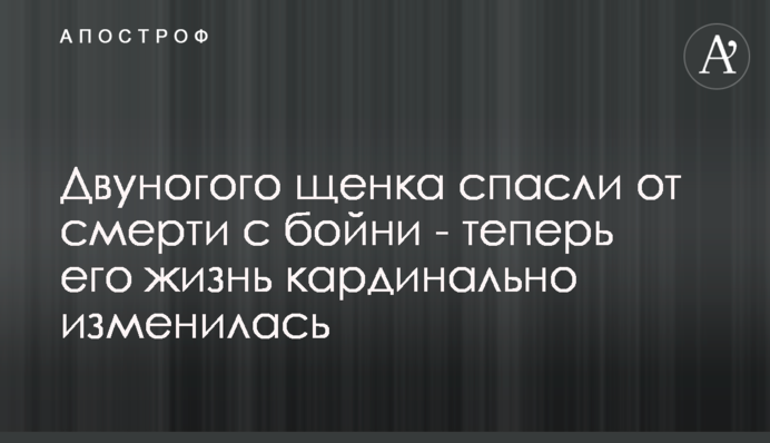 Двуногого щенка спасли от смерти с бойни - теперь его жизнь кардинально изменилась
