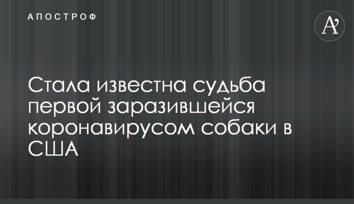 Стала відома доля першої собаки в США, що заразилася коронавірусом