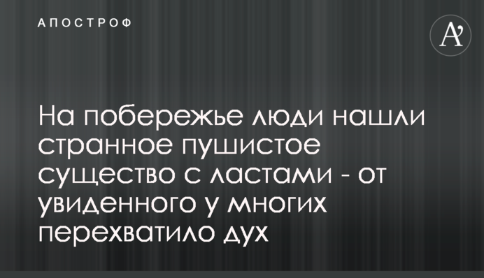 ​На узбережжі люди знайшли дивну пухнасту істоту з ластами - від побаченого у багатьох перехопило дух