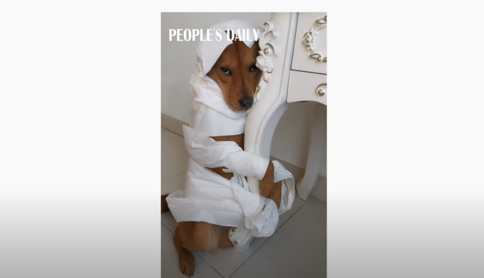 Собака кумедно 