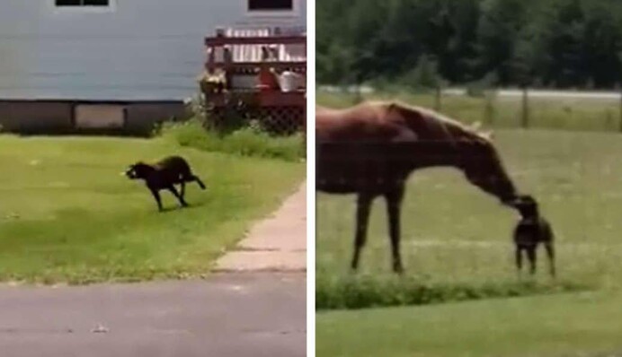 Собака поделилась своей едой с лошадью - видео умилило сеть