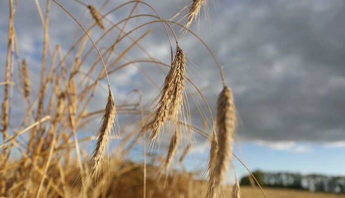 Яке свято 3 серпня і що не можна робити