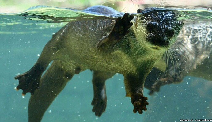 Видра застрибнула в човен до хлопця і вирішила там 
