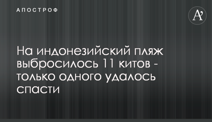 На індонезійський пляж викинулися 11 китів - тільки одного вдалося врятувати