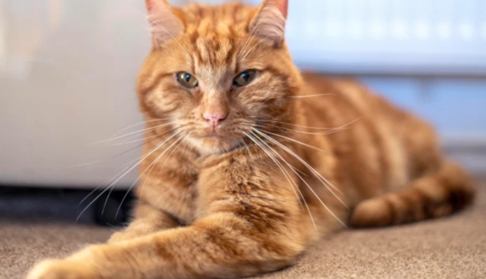 Кіт подолав понад 60 км, щоб повернутися додому - історія вразила не тільки його господарів