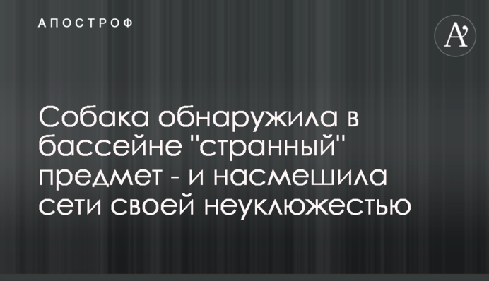 Собака обнаружила в бассейне 