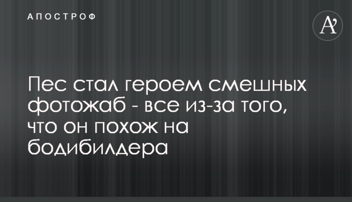 Пес став героєм кумедних фотожаб - все через те, що він схожий на бодібілдера
