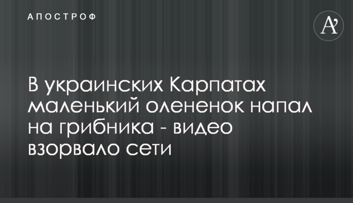 В украинских Карпатах маленький олененок напал на грибника - видео взорвало сети