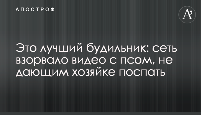 Це найкращий будильник: мережу підірвало відео з псом, що не дає господині поспати