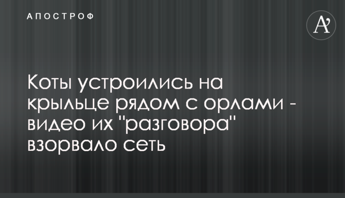 Коты устроились на крыльце рядом с орлами - видео их 