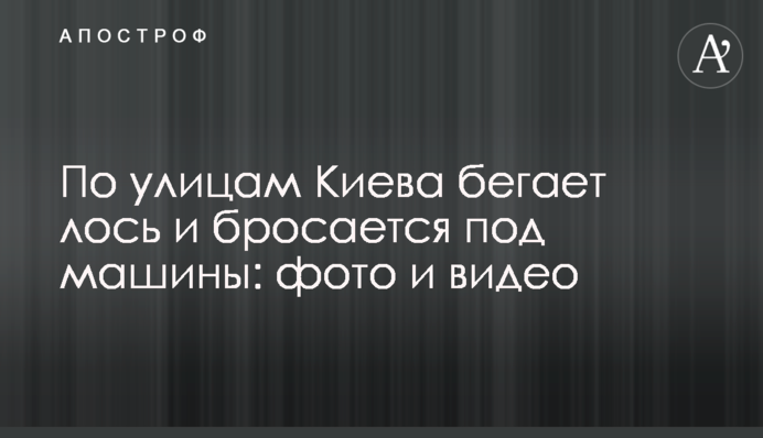 Вулицями Києва бігає лось і кидається під машини: фото і відео