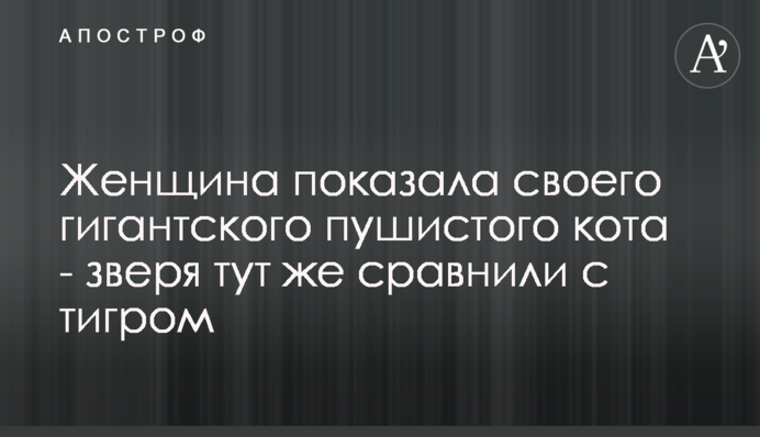 ​Жінка показала свого гігантського пухнастого кота - звіра одразу порівняли з тигром