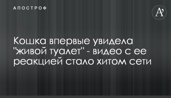 Кішка вперше побачила 