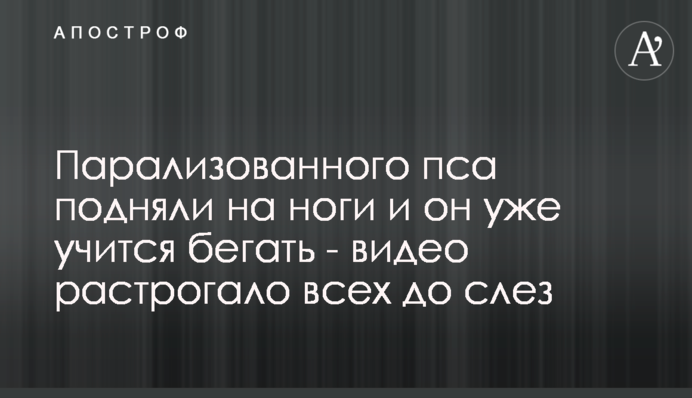 Паралізованого пса підняли на ноги і він вже вчиться бігати - відео зворушило всіх до сліз