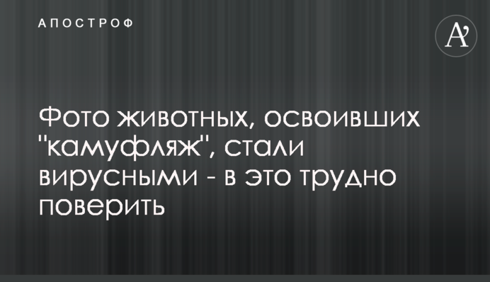 Фото животных, освоивших 