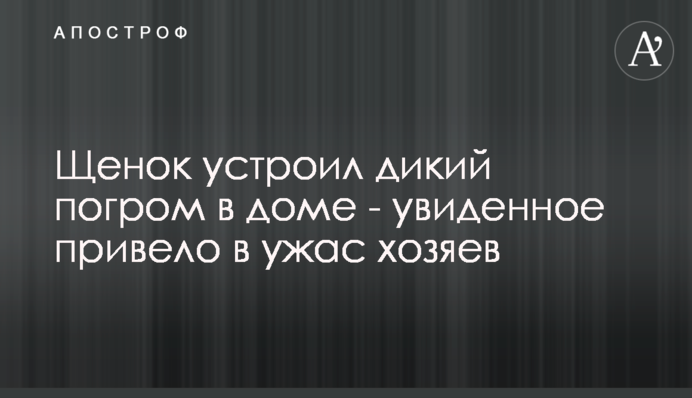 Щеня влаштувало дикий погром в будинку - побачене привело жахнуло господарів