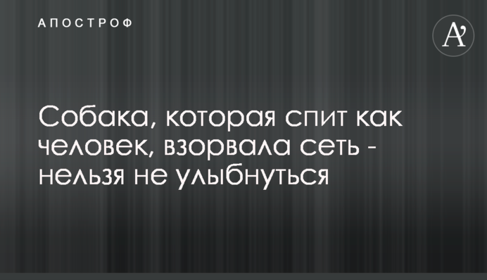 Собака, которая спит как человек, взорвала сеть - нельзя не улыбнуться