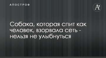 Собака, которая спит как человек, взорвала сеть - нельзя не улыбнуться
