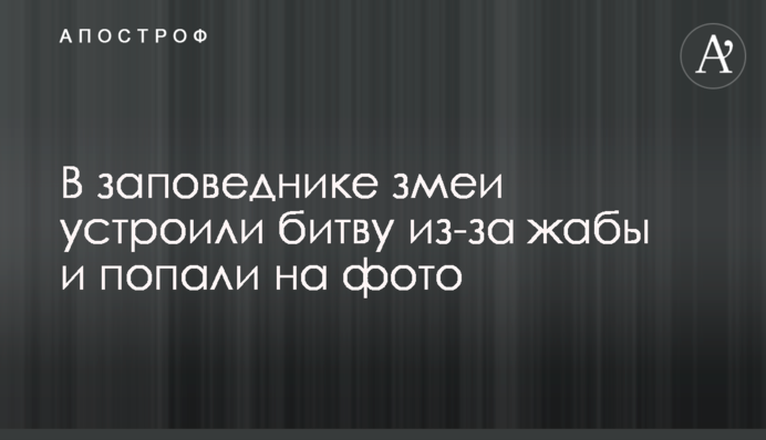 У заповіднику змії влаштували битву через жабу і потрапили на фото
