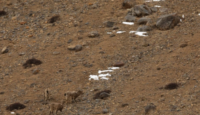 Сніговий барс показав дива маскування на полюванні - над цим фото ламає голову мережа