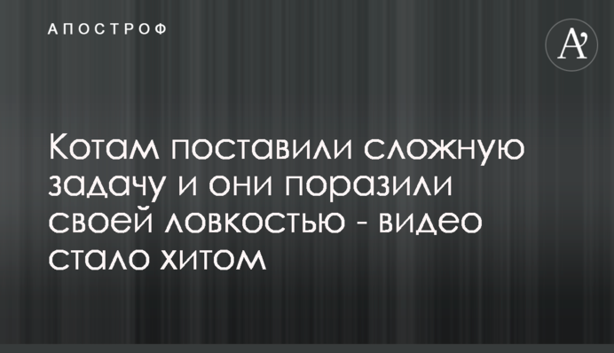Котам поставили сложную задачу и они поразили своей ловкостью - видео стало хитом