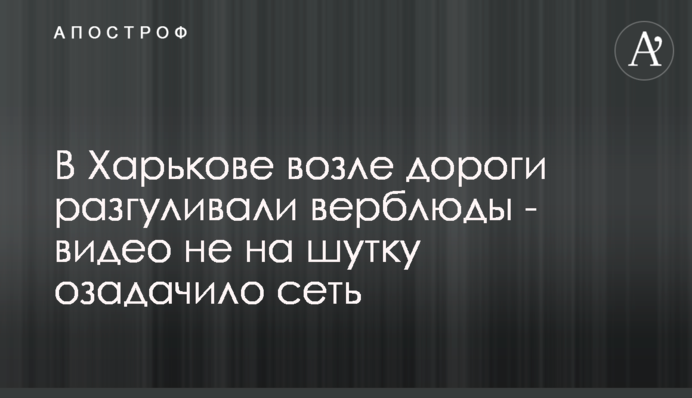 У Харкові біля дороги розгулювали верблюди - відео не на жарт спантеличило мережу