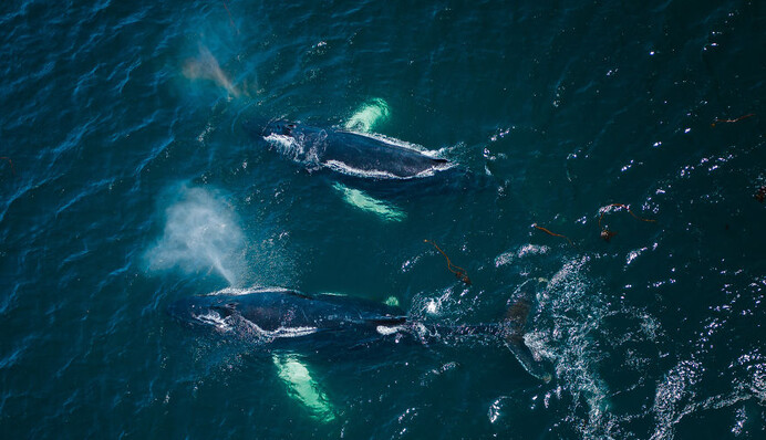 Кити близько підпливли до житлових будинків - і стали героями мальовничих фото
