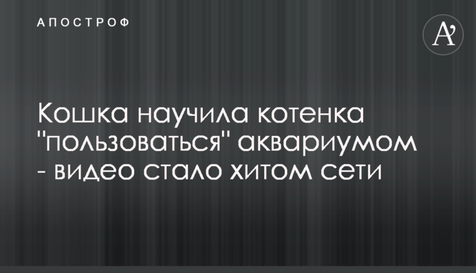 Кішка навчила кошеня 