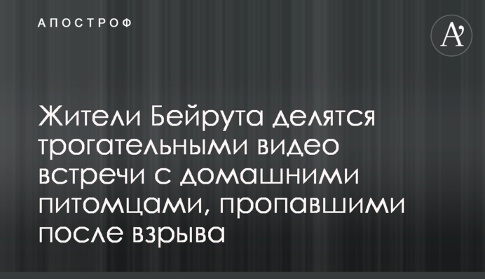 Жителі Бейрута діляться зворушливими відео зустрічі з домашніми вихованцями, зниклими після вибуху