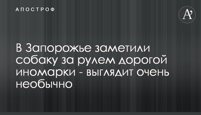 У Запоріжжі помітили собаку за кермом дорогої іномарки - виглядає дуже незвично
