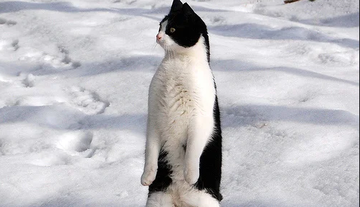 Ці кумедні фото доводять, що коти - трішки пінгвіни