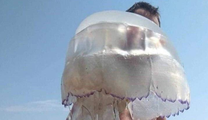 Турист спіймав у Бердянську медузу лякаючих розмірів - такого ще не бачили