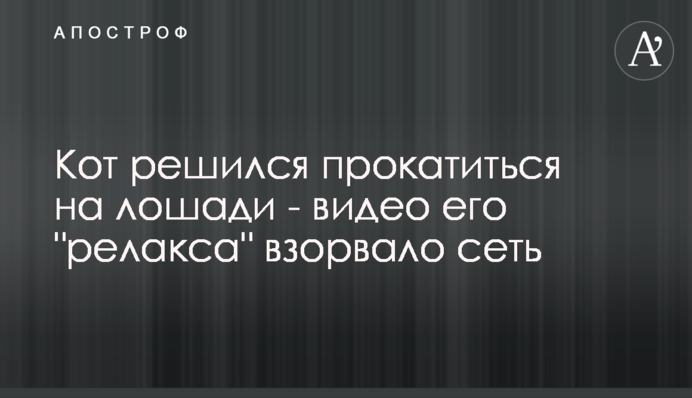 Кіт зважився покататися на коні - відео його 