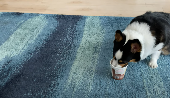 Жадібний собака влаштував 