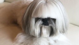 Собака с необычной прической взорвала интернет - она похожа на Леди Гагу