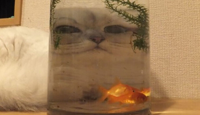 Животных и птиц показали через стекло - эти фото взорвали интернет и стали вирусными