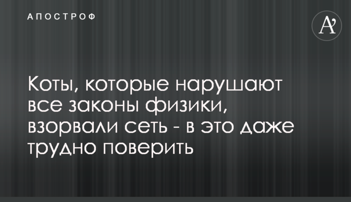 Коти, які порушують всі закони фізики, підірвали мережу - в це навіть важко повірити