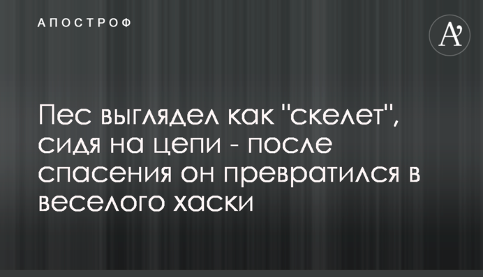 Пес виглядав як 