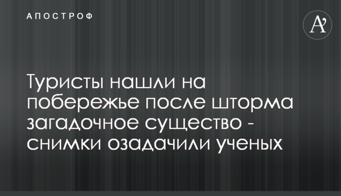 Туристы нашли на побережье после шторма загадочное существо - снимки озадачили ученых
