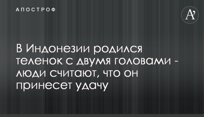 В Индонезии родился теленок с двумя головами - люди считают, что он принесет удачу