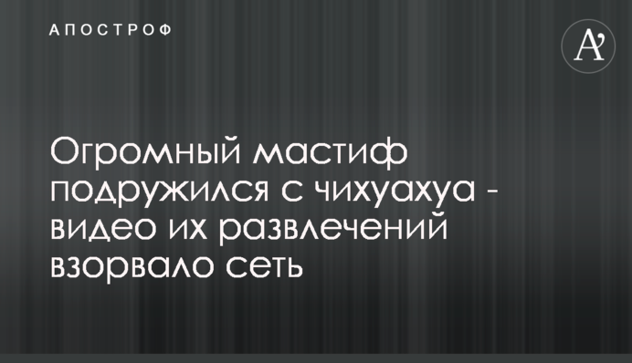 Величезний мастиф подружився з чихуахуа - відео їх розваг підірвало мережу