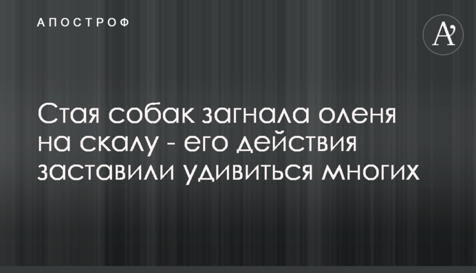 Стая собак загнала оленя на скалу - его действия заставили удивиться многих