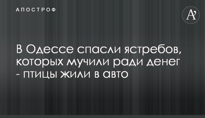 В Одессе спасли ястребов, которых мучили ради денег - птицы жили в авто