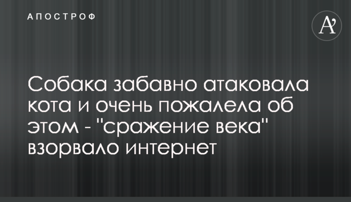 Собака кумедно атакував кота і дуже пошкодував про це - 
